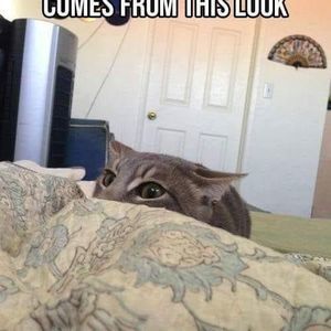 Meet your Posher, Bill